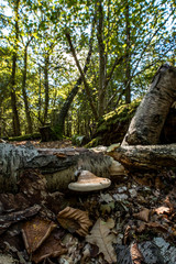 Fototapeta na wymiar Mushroom growing from a fallen tree, Autumnal woodland Background.