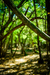 Autumnal woodland Background.