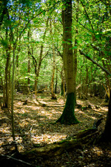 Autumnal woodland Background.