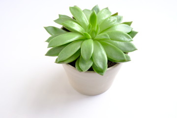 green plant 5