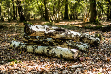 Stcked logs, Natural habitat, Autumnal woodland Background.