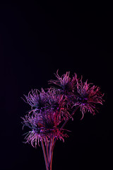toned picture of beautiful plant with purple lighting isolated on black