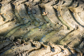 Tyre tracks, Autumnal woodland Background.