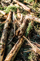 Foresrty waste timber, Autumnal woodland Background.
