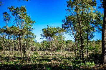 Deforested woodland Background.