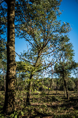 Deforested woodland Background.