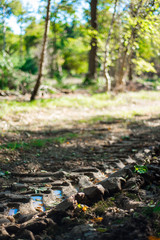 Forestry Damage, Autumnal woodland Background.