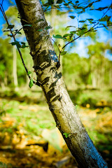 Deforested woodland environment, Background.