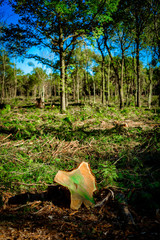 Deforested woodland environment, Background.