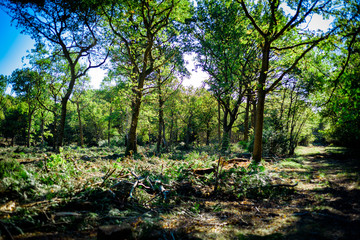 Obraz na płótnie Canvas Deforested woodland environment, Background.