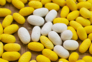 Pile of white and yellow silkworm cocoons ready to be boiled and spun into silk thread.
