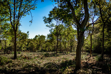 Fototapeta na wymiar Deforested woodland environment, Background.