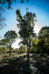 Sunlit recently deforested woodland Background.