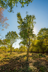 Sunlit recently deforested woodland Background.