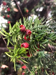 Obraz premium wet fall fruit after rain 