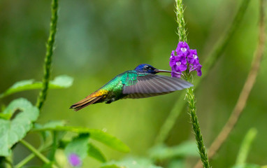 Hummingbird - Shot taken in Ecuador