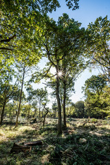 Sunlit recently deforested woodland Background.