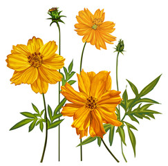 Yellow cosmos flowers vector illustration