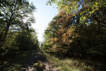 Autumnal woodland Background.