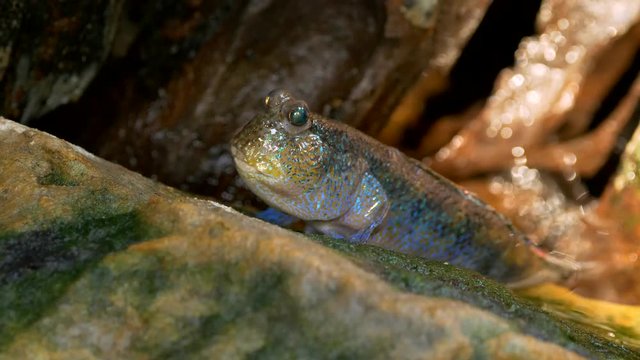 Atlantic mudskipper (Periophthalmus barbarus) showing dorsal fin