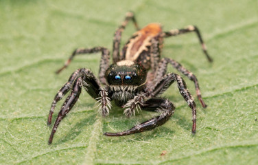 Cute Jumping Spider