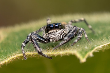 Cute Jumping Spider