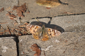 Buttefly