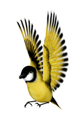 3D Rendering Songbird Goldflinch on White