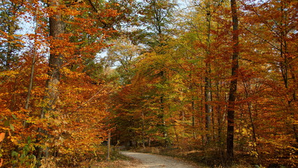 Obraz premium einsamer romantischer Weg führt durch bunten Laubwald im warmen Sonnenlicht