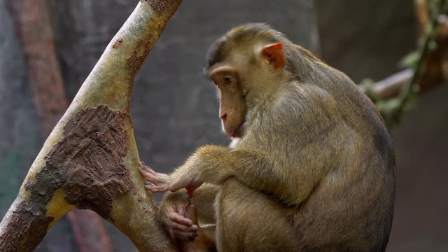 Southern pig-tailed macaque (Macaca nemestrina) portrait