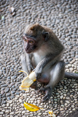 Monkey eats a Banana