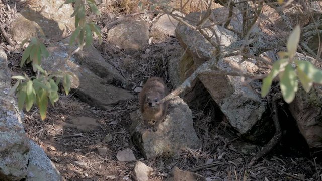 African Rocky Hyrax Cautiously Running Toward The Camera To Beg Food
