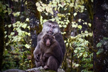 Tibetan Macaques, Sichuan, China