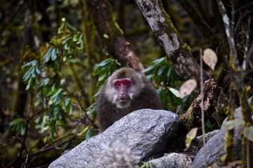 Female Tibetan Macaque monkey, Sichuan, China