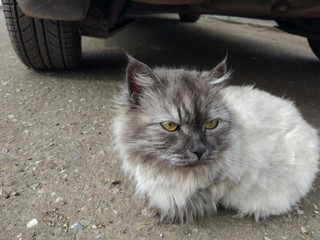 cat on roof