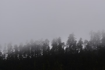 Foggy horizon in Hailuogou, Sichuan, China 