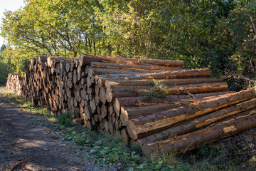 Forestry Industry, Autumnal woodland Background.