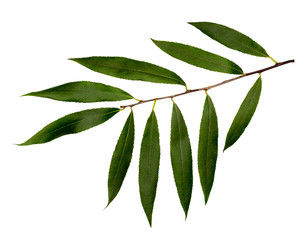 White willow or white Willow.