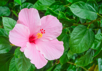 Chinese rose is blooming have yellow pollen,shoe flower,Chaba pink flower,summer