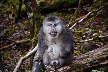Naklejka na ściany i meble Male Tibetan Macaque monkey, Sichuan, China
