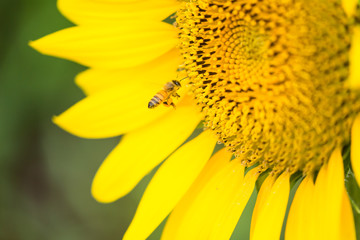 ひまわりと蜂