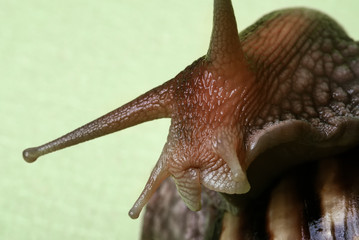 A closeup of the antennae and eyes of the Achatina snail on a light green background. unpretentious pet. snails in cosmetology.