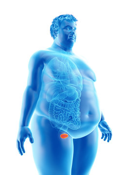 3d rendered medically accurate illustration of an obese mans bladder
