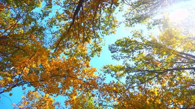 Bottom view of the tops of autumn trees