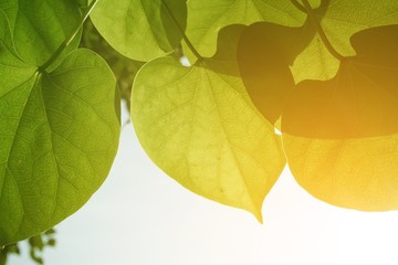 fresh green leaf and sunlight