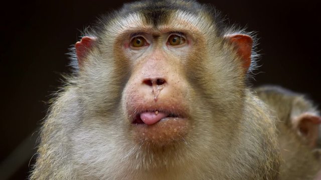 Southern pig-tailed macaque (Macaca nemestrina) grimace