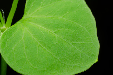 Fototapeta na wymiar macro leaf plant on a black background
