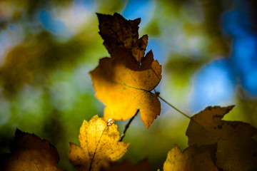 Yellow Autumnal leaves, woodland Background.