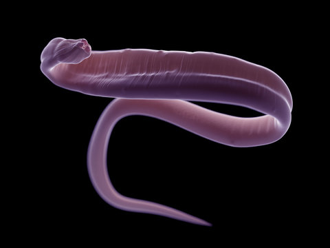 3d rendered illustration of an ascariasis worm