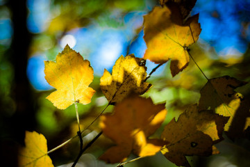 Yellow Autumnal leaves, woodland Background.